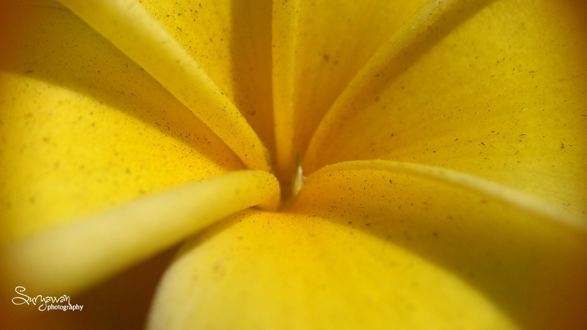 Bunga Kamboja Kuning – Wide Macro Lens  WideMacroLens